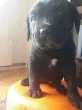 Slika 1