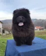 Slika 1