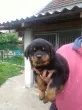 Slika 4