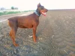 Slika 2