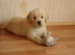 Slika 1
