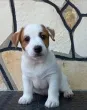 Slika 2