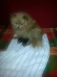 Slika 1