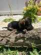 Slika 5