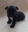 Slika 1