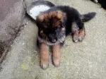 Slika 1