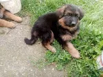 Slika 2