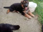 Slika 3