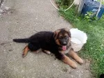 Slika 5