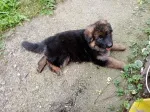 Slika 6