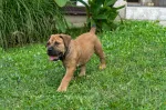 Slika 1