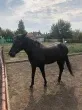 Slika 1