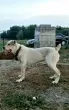 Slika 1