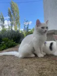 Slika 1