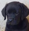 Slika 2