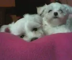 Slika 3