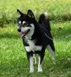 Slika 1