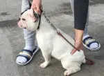 Slika 6