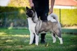 Slika 1