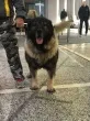 Slika 1