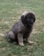 Slika 4