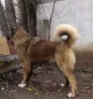 Slika 1