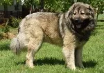 Slika 4