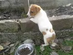 Slika 1