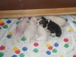Slika 5