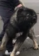 Slika 4