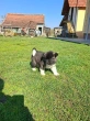 Slika 5