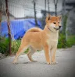 Slika 1