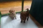 Slika 3