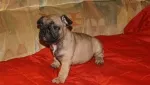 Slika 1