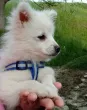 Slika 1