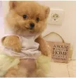 Slika 6