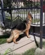 Slika 1