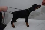 Slika 1