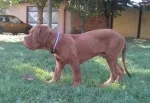 Slika 1