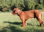 Slika 4