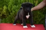 Slika 1