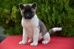 Slika 2