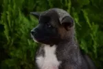 Slika 5