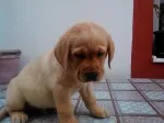 Slika 2