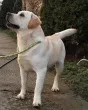 Slika 5