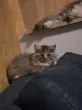 Slika 1
