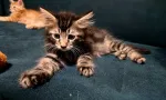 Slika 4