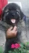 Slika 2