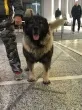 Slika 6