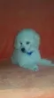 Slika 5